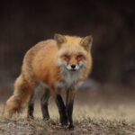Checkfox seriös? Erfahrungen, Prüfung der Seriosität & Sicherheit