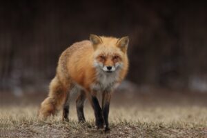 Checkfox seriös? Erfahrungen, Prüfung der Seriosität & Sicherheit