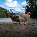 Chicken Road: Ist das eine seriöse Plattform 2026?