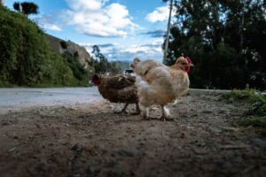 Chicken Road: Ist das eine seriöse Plattform 2026?