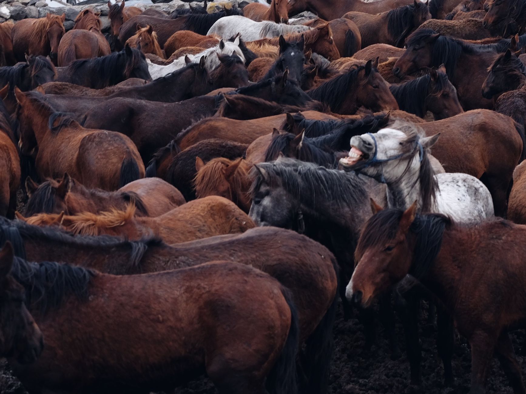 Close-up view of a large herd of brown horses in an outdoor setting.