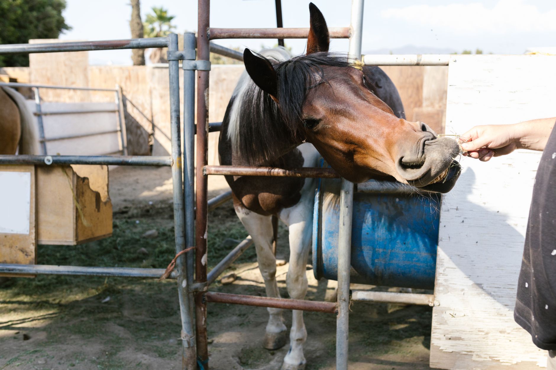 A brown horse being fed by hand at a farm stable. Capturing domestic animal care.