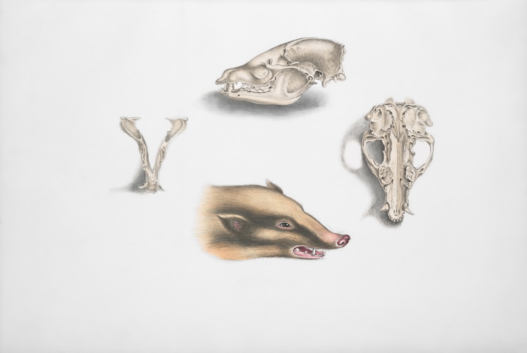 Four animal skulls and a boar's head illustration.